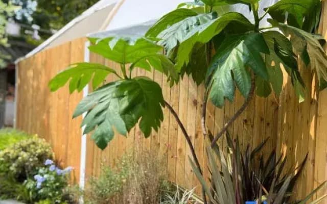 Green Heart Yard Homestay
