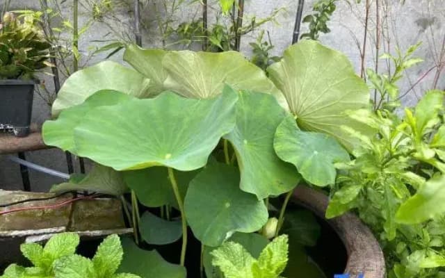 Shenbei Flower Garden Light Luxury Flower Homestay