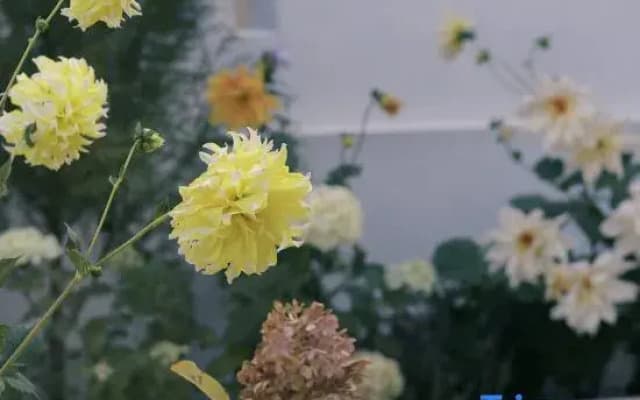 Shi Ji Li Season's Romance Romantic Garden Aesthetic Homestay (Dukezong Ancient City)