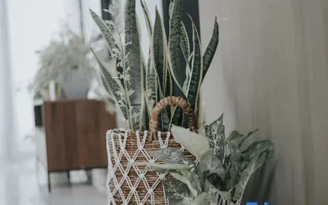 Omahe Malang Boho Urban Jungle Private House