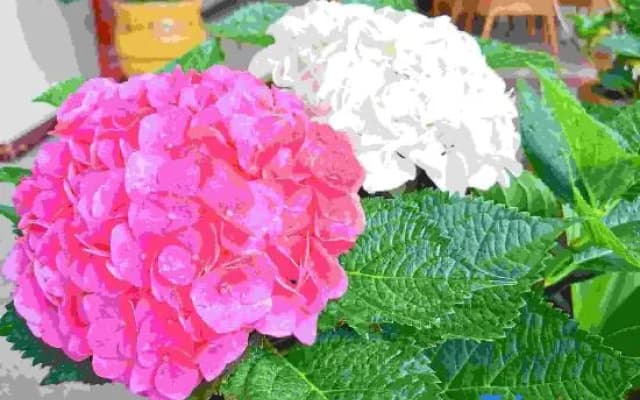Pu'er Road Flower Inn