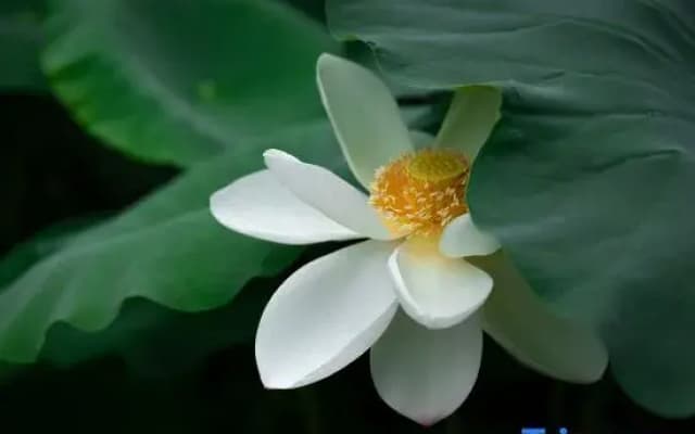 Trip.com Group Country Retreats (Zhang Jiajie Manson Joint Resort）