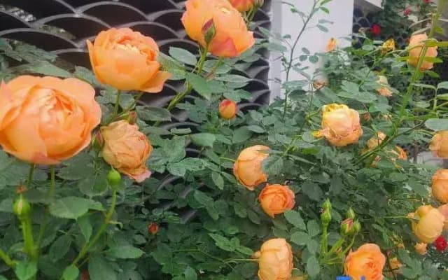 Shiguang Bieyuan Homestay