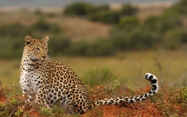 Shamwari Eagles Crag