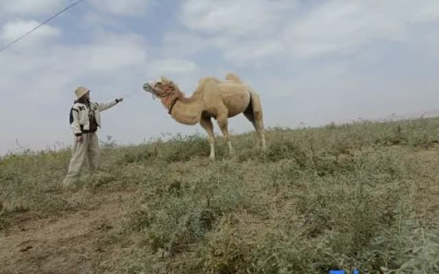 Tengger Desert Yingsha Good - dream Desert Campground