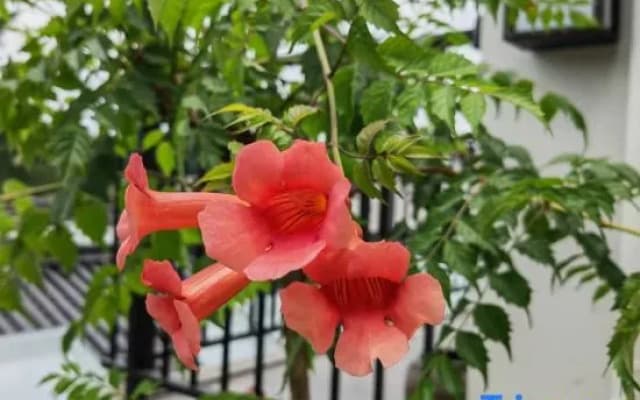 Xiao Zhang's Cultural and Artistic Homestay