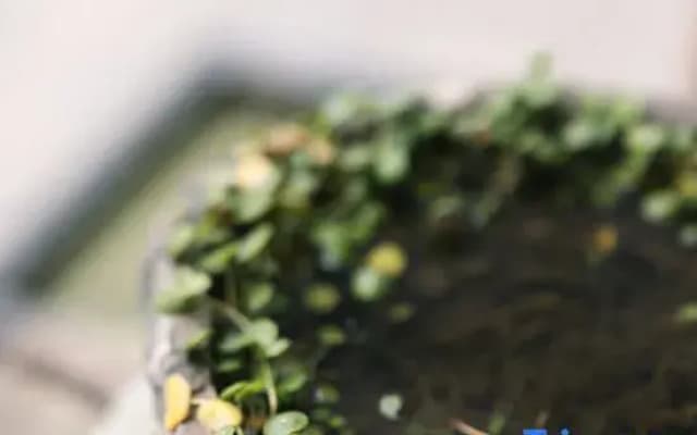 Nanxun Banxian · Staycation Leisure Flower Viewing · Travel Resort Cottage (Nanxun Ancient Town)