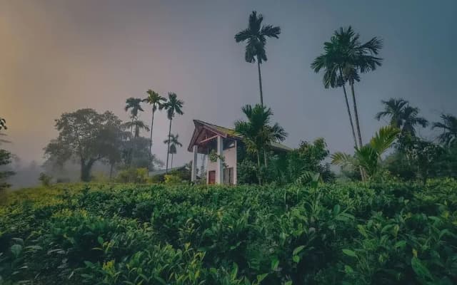 Rain Forest Vibe Sinharaja