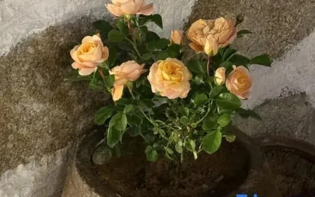 Pingtan Sunrise East Sea Homestay (Tan Nan Bay Tian Mei Ao Beach Store)ach)