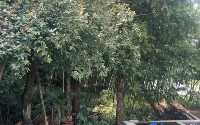 Anji Antan Homestay