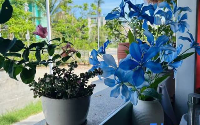 Sanya Lushang Yunpan Homestay (Sanya Bay Sanya Phoenix International Airport)