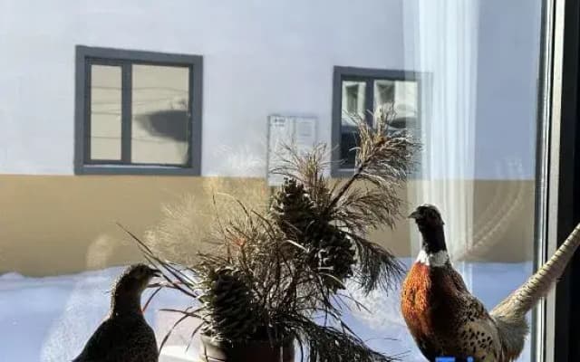 Courtyard in Xuexiang · Charming · Luxury Wilderness Snow View Holiday Homestay (Erlanghe Branch