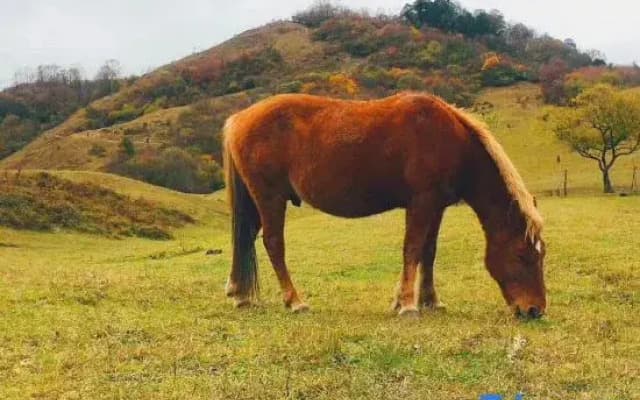 Wenchuan Wolong Shiguang Starry Homestay