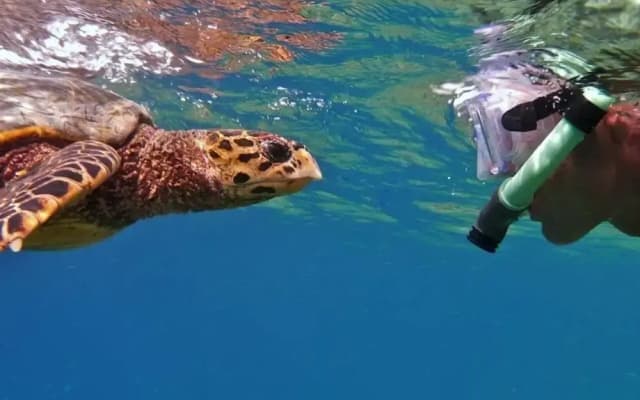 Velaa Vani - The Turtle Hive Maldives