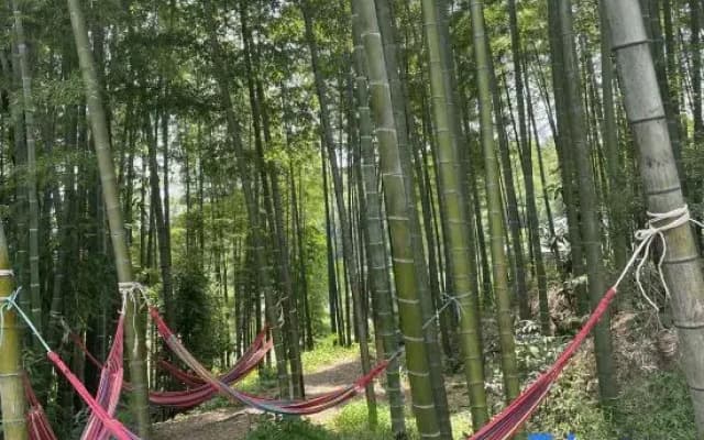 Southern Sichuan Bamboo Sea Forest Resort Homestay