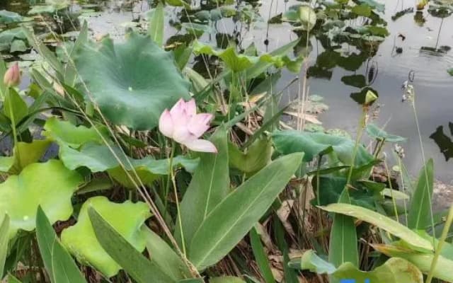 Lotus Garden (Tongling College Branch)