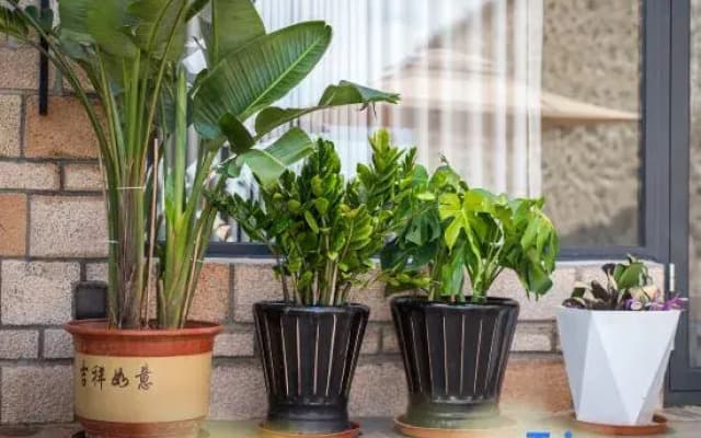 Mishe · MISH · Scenic Vacation Homestay