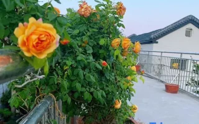 Qiyue Chinese Inn (Taishan Scenic Area Hongmen)