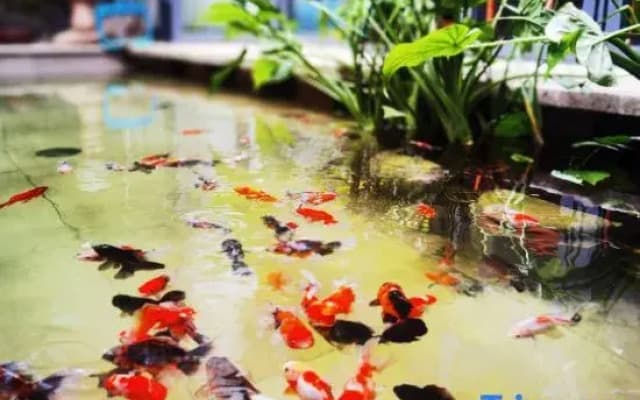 Qiyu Homestay