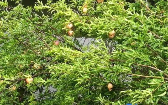 Heming Homestay (Tai'an Branch)