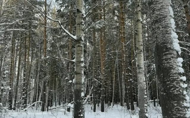 База отдыха Forest Club Burabay