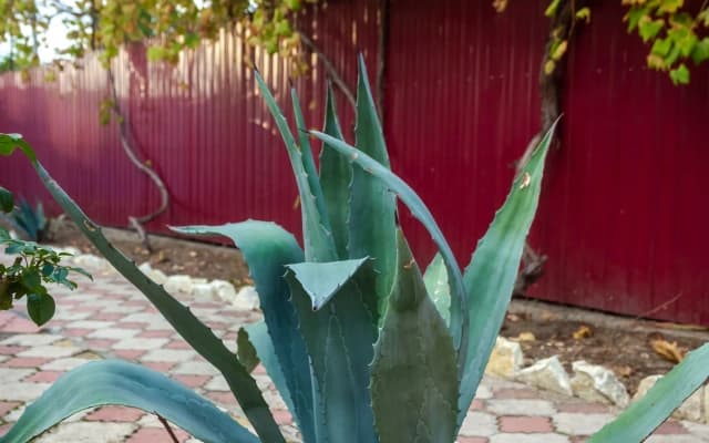 Меблированные комнаты Никус плюс