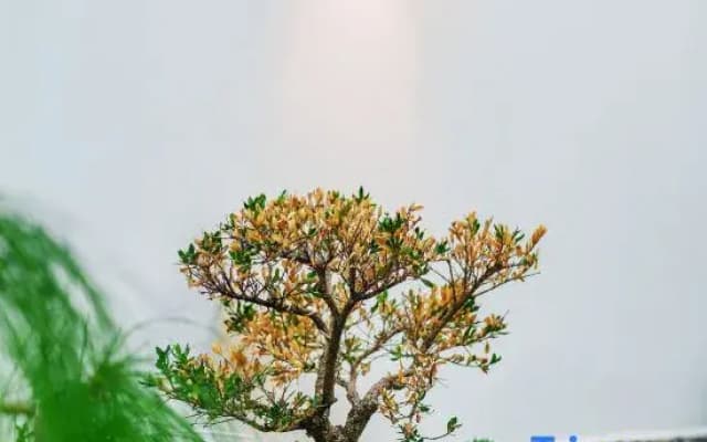 Lin'an Yishi Homestay (Jianshui Ancient City Branch)