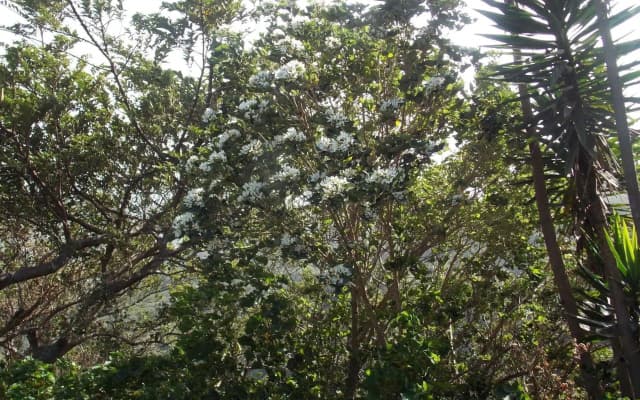 Hotel Las Orquideas