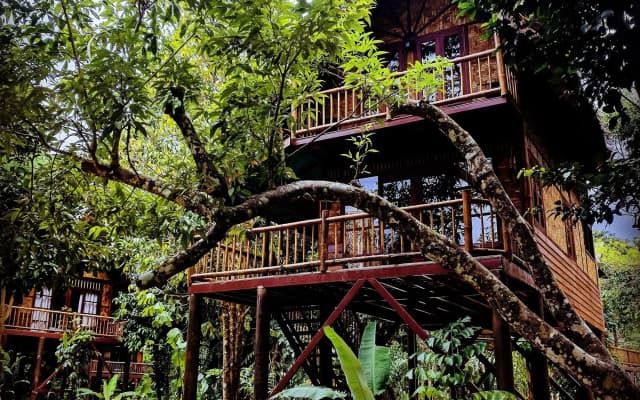 Our Jungle Camp - Eco Resort