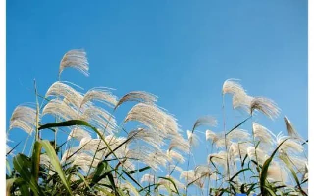 Blossom Hill Changshu Shajiabang Luhua Bay