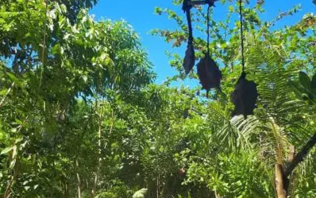 Sumatra Ecolodge