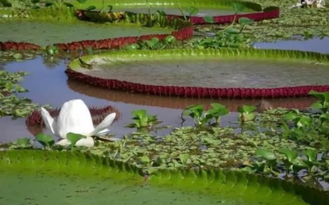 Kurupira Cabana Flotante Amazonas
