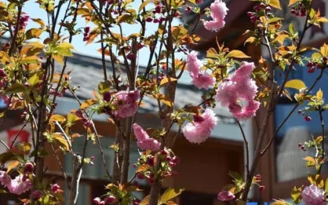LiJiang Shiningland Resort Hotel（Lijiang Old Town）