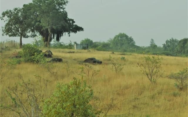 AARRAAMS Farms & Resorts