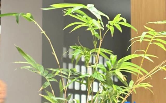 Wuyishan Qingshanjian Holiday Villa