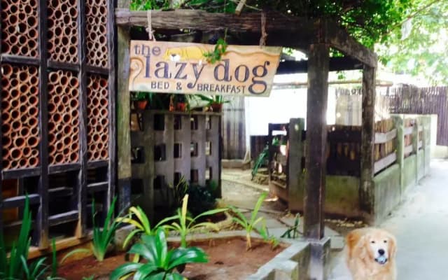 The Lazy Dog Bed & Breakfast