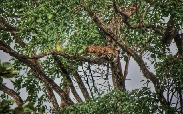 Vividearth Resorts Bandipur