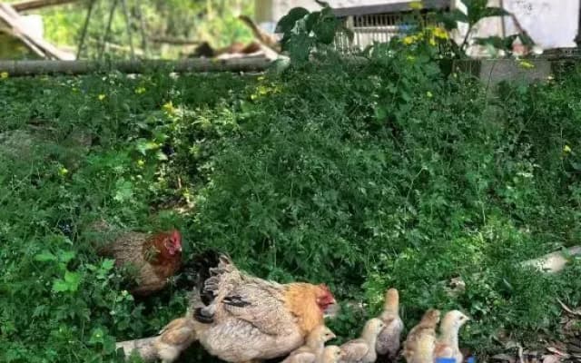 Moganshan Roaming  Cloud Homestay
