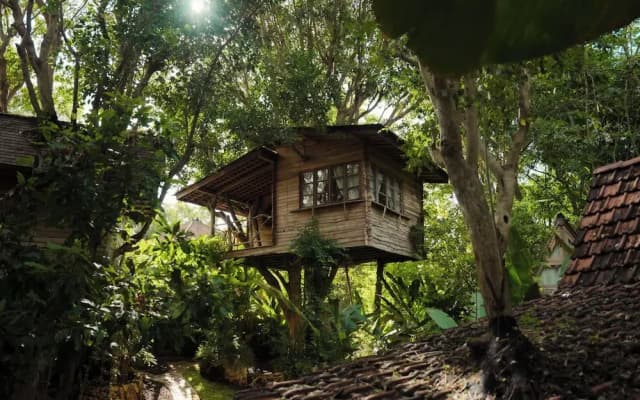 Roots Tree House