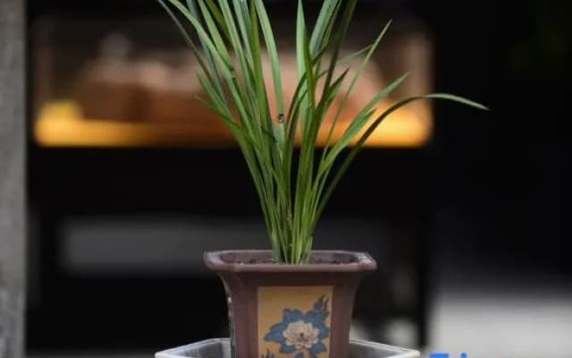 The Fallen Flower Old House - Luxurious Garden Suites in Jiangnan Courtyard Style