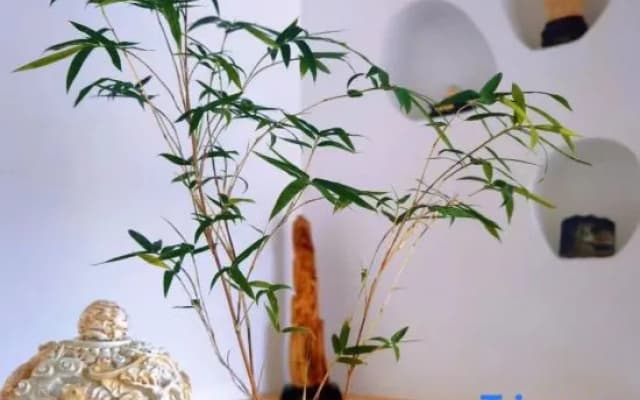 Chuzhou Ancient City Cidi Huahua Homestay