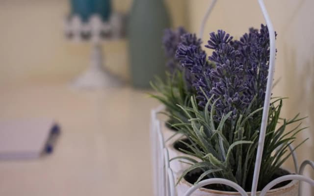 Lavender Lane Guest House