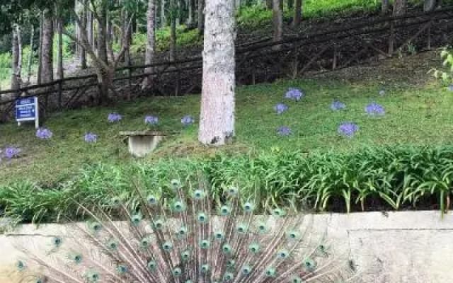 Fazenda Monte Verde Golf & Resort