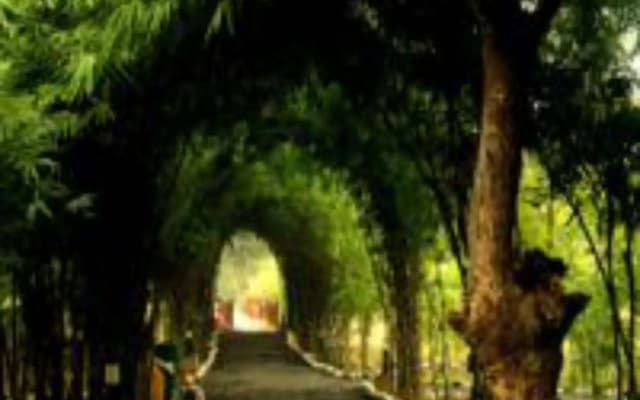 Lemon Tree Wildlife Resort, Bandhavgarh