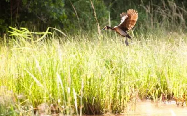  Ubizane Wildlife Reserve Safari Lodge & Tree Lodge