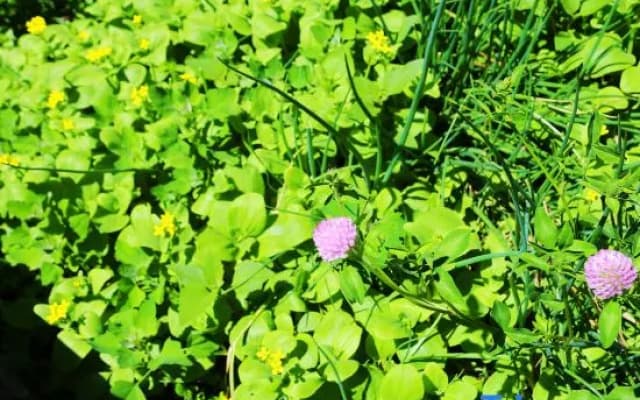 Nala Jacquard Garden Homestay