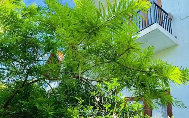 Jungle City Hostel