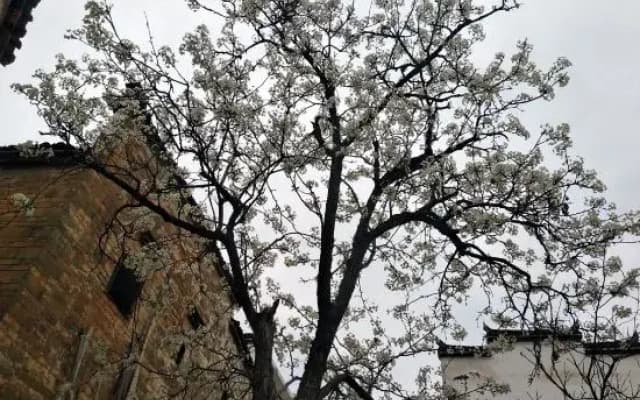 Jiangling flower village