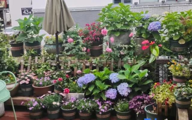 Inflorescence & Floriculture Theme Guesthouse(Yi County Old Town)