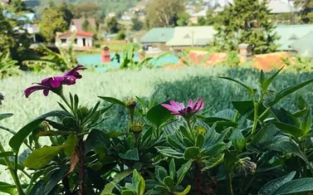 Green Cottage